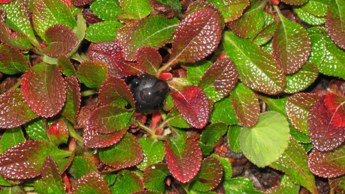 alpine bearberry