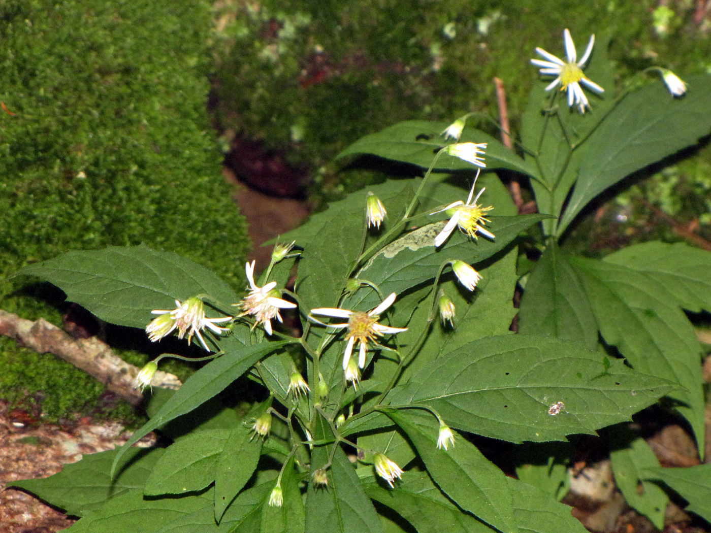 Oclemena