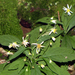 Whorled Wood Aster - Photo (c) BlueRidgeKitties, some rights reserved (CC BY-NC-SA)