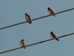 Stelgidopteryx serripennis ridgwayi
