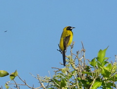 Black-Cowled Oriole photo 4