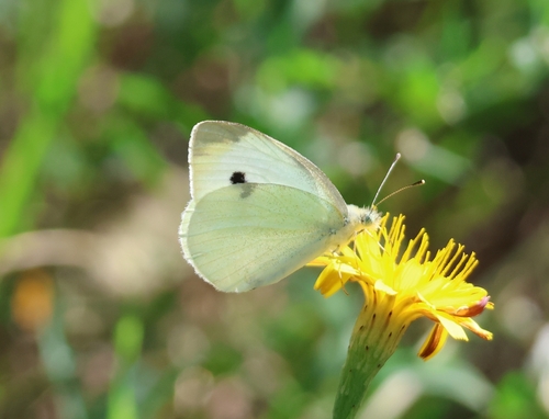 Pieris brassicae