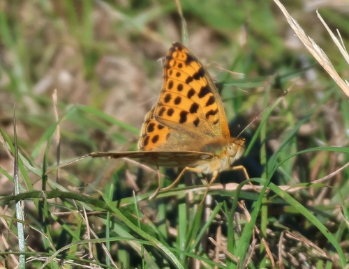 Issoria lathonia