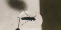 Theophilea subcylindricollis
