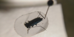 Theophilea subcylindricollis
