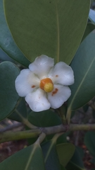 Clusia weddelliana