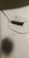 Theophilea subcylindricollis