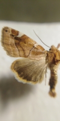 Cosmia diffinis