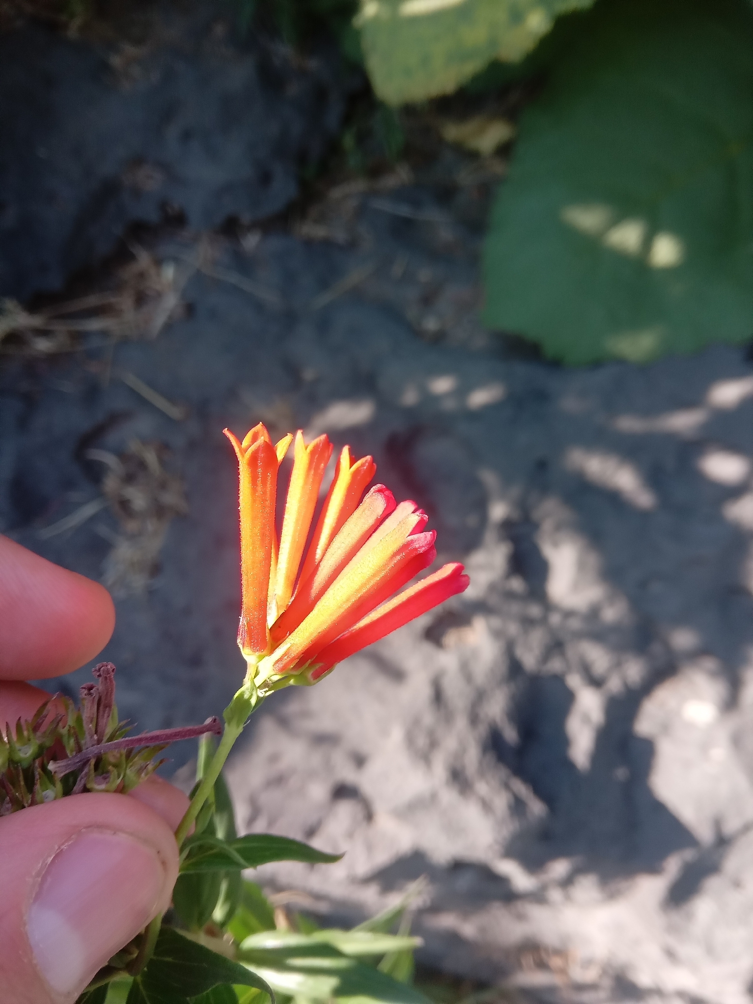Firecracker bush