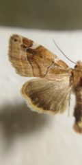Cosmia diffinis