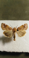 Cosmia diffinis
