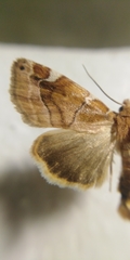 Cosmia diffinis