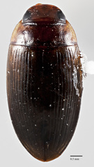 Copelatus distinctus