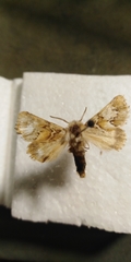Acronicta geographica