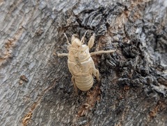 Cicada orni