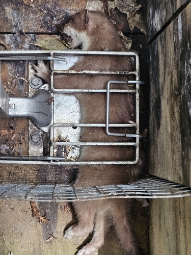 Hermelin observed by schmitzensmark