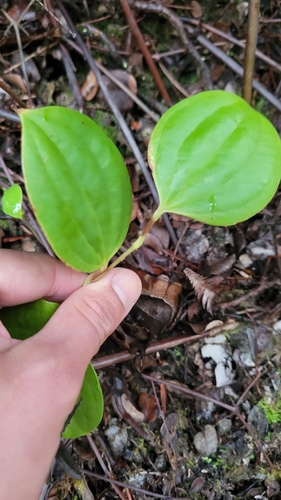 Smilax melastomifolia observed 2026-01-03