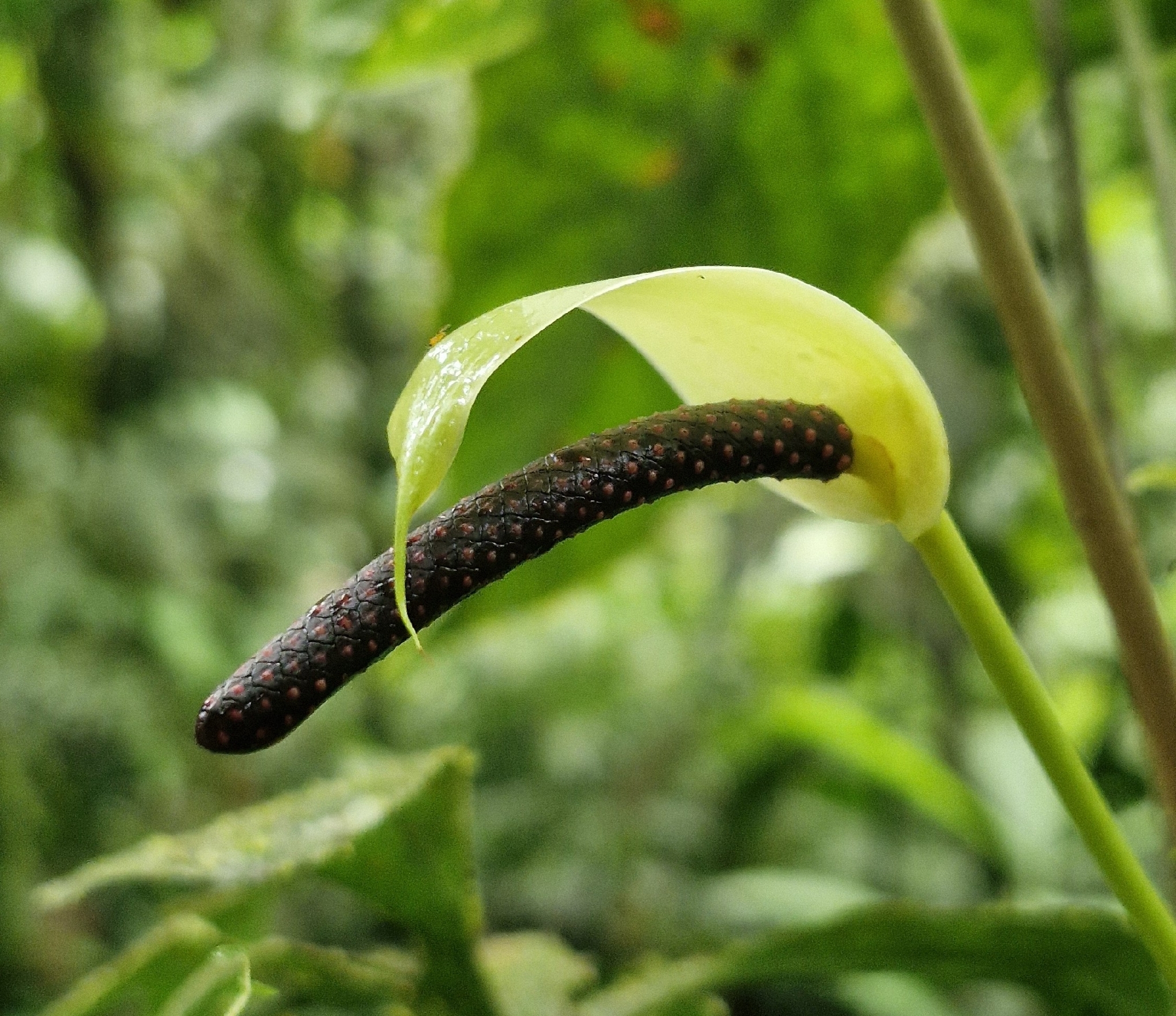 Anthurium effusilobum Croat