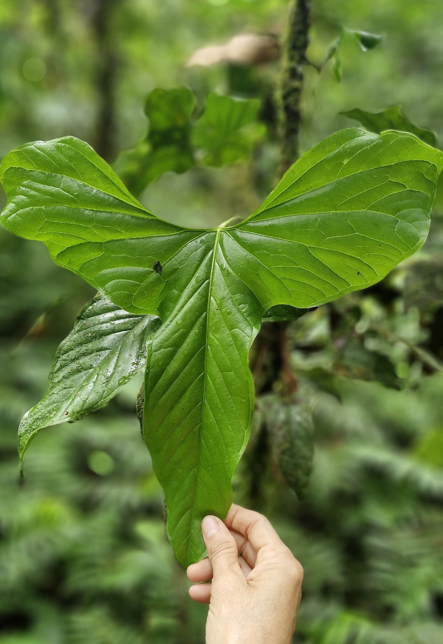 Anthurium effusilobum Croat 2