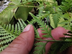 Davallia denticulata