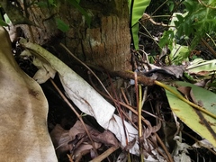 Davallia denticulata