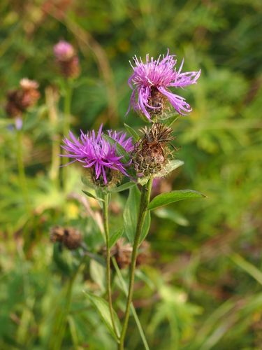nevädzovec frygický (Centaurea phrygia)