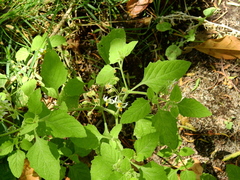 Solanum tweedianum