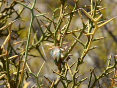 Hualania colletioides