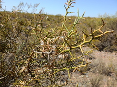 Hualania colletioides