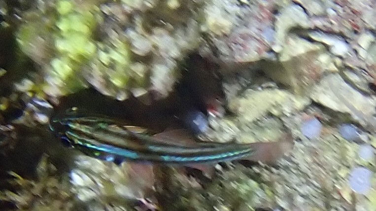 九帶鸚天竺鯛(九帶天竺鯛) Ostorhinchus novemfasciatus