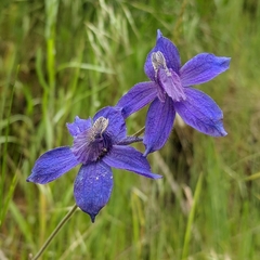 Delphinium depauperatum
