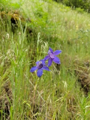 Delphinium depauperatum