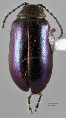 Altica torquata