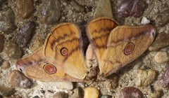 Opodiphthera rhythmica