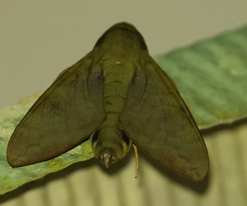 Comma Nephele