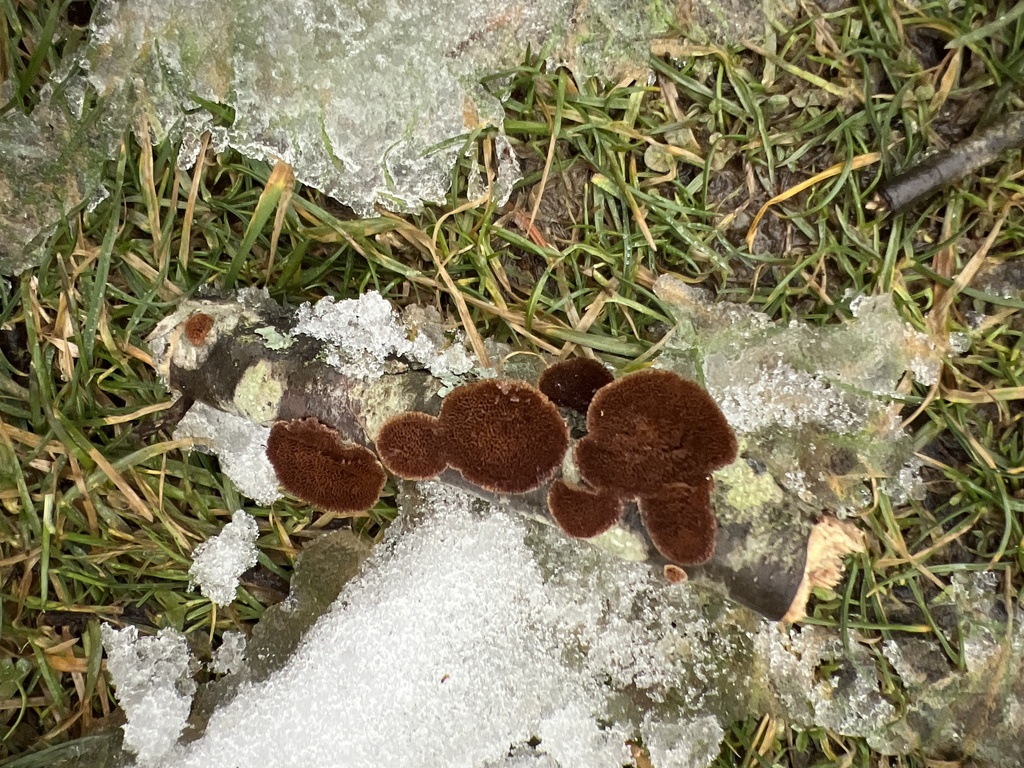 Trichaptum biforme · January 2026 · photo: © dandy_botanicals (iNaturalist, cc0)