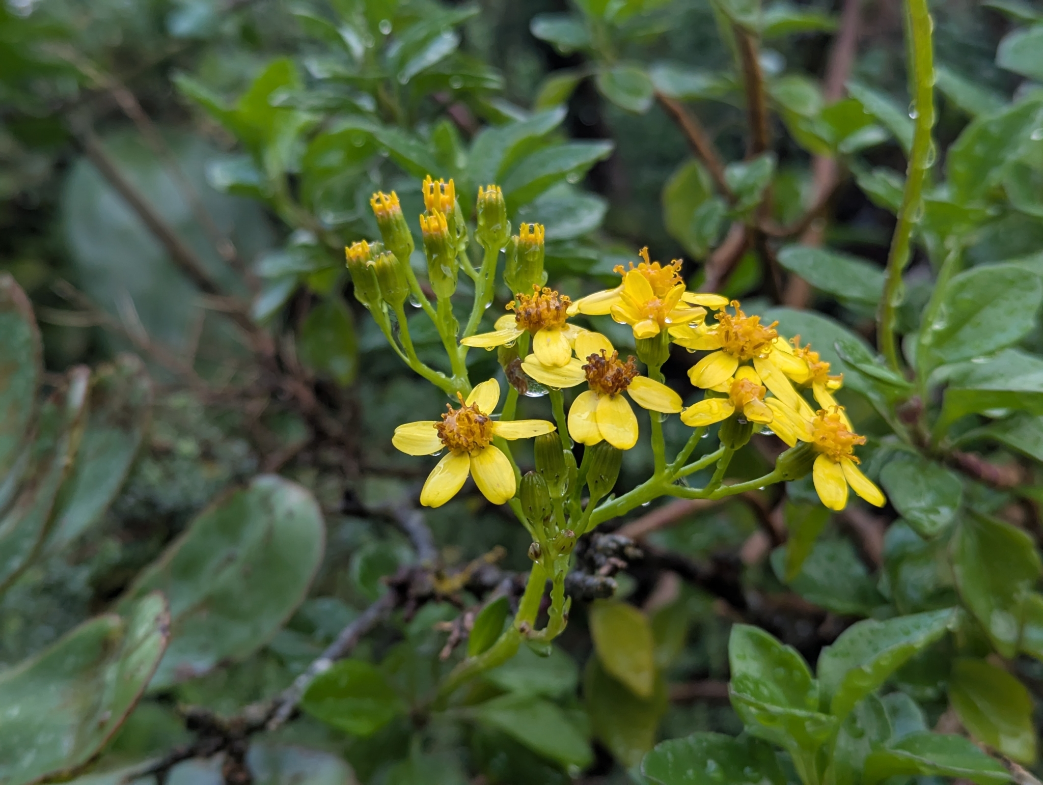 Hiedra primavera