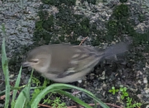Canary Islands Chaffinch (Fringilla canariensis), photo 10