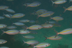 Pterocaesio tessellata