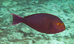 Acanthurus mata