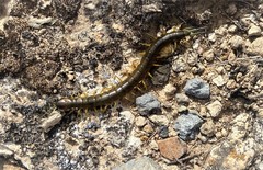 Scolopendra viridis maya