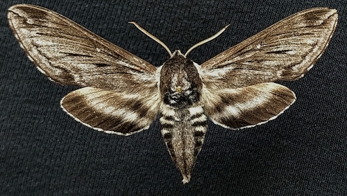 Northern Apple Sphinx photo 3