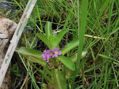 Ammannia crassicaulis