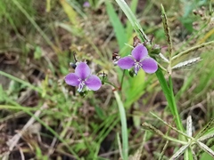 Murdannia gigantea