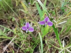 Murdannia gigantea