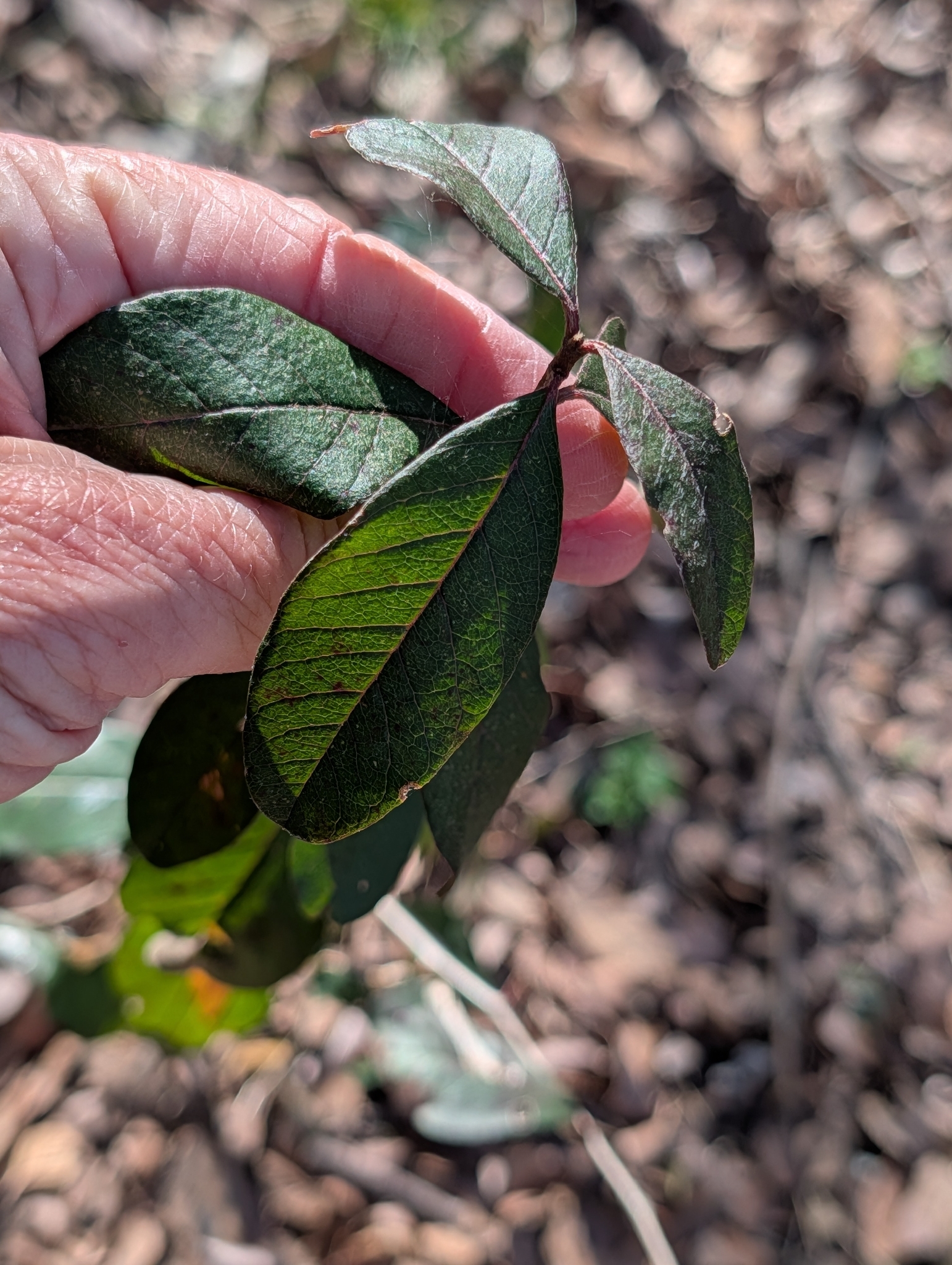 Imagem de Sideroxylon lanuginosum