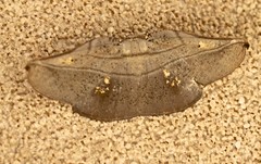 Xenomusa metallica