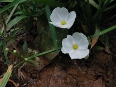Echinodorus palifolius