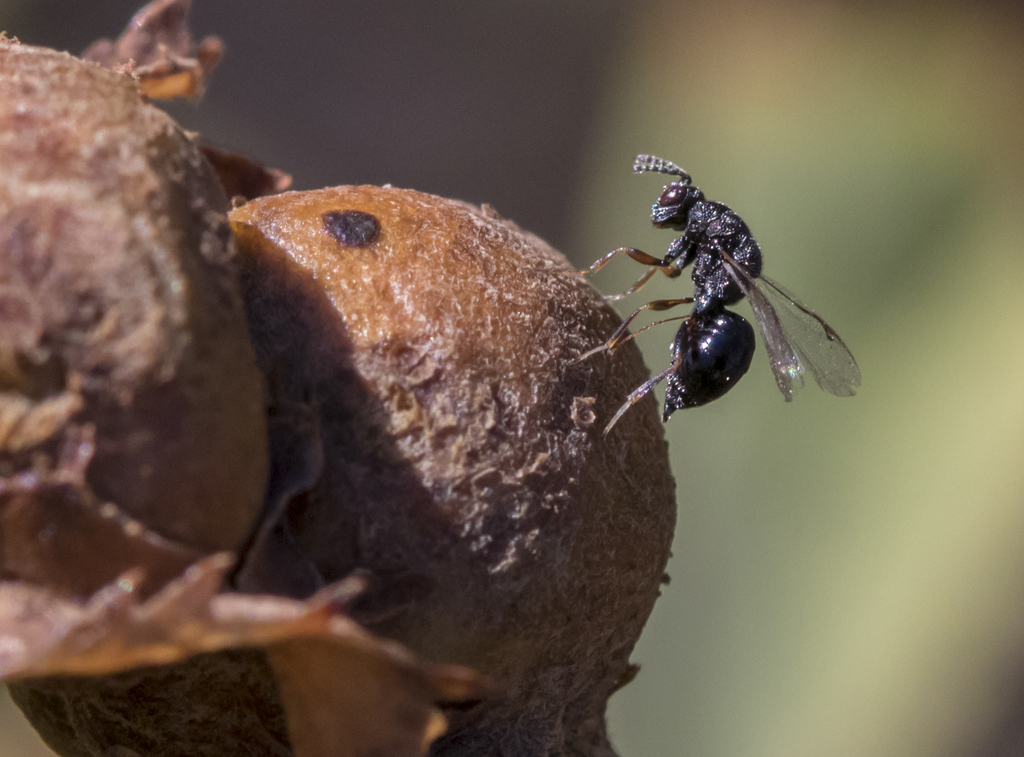 Eurytoma imminuta