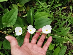 Echinodorus palifolius